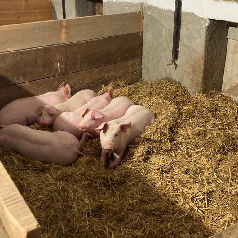 my hof qualitätsfleisch von gluecklichen schweinen